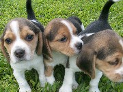 Filhote de beagle mini em curitiba- em 6x