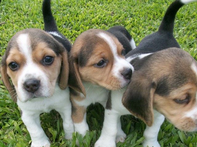 Foto 1 - Filhote de beagle mini em curitiba- em 6x